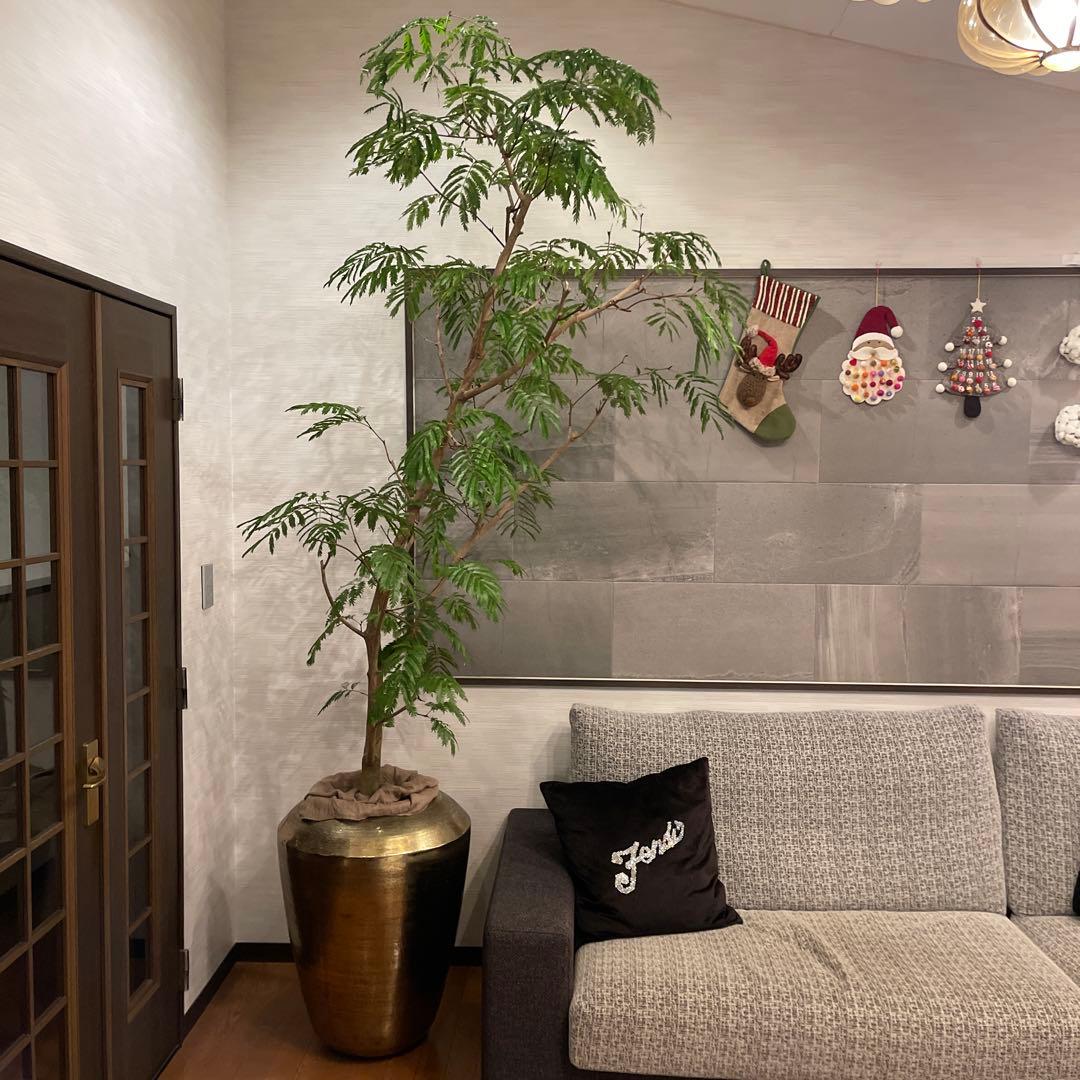 エバーフレッシュ　特大サイズ　幹太　観葉植物　カッシーナ　アクタス