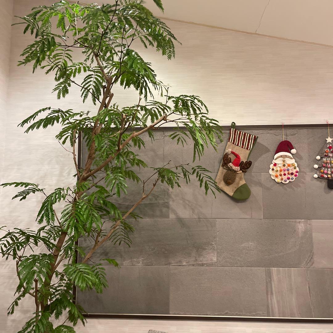 エバーフレッシュ　特大サイズ　幹太　観葉植物　カッシーナ　アクタス