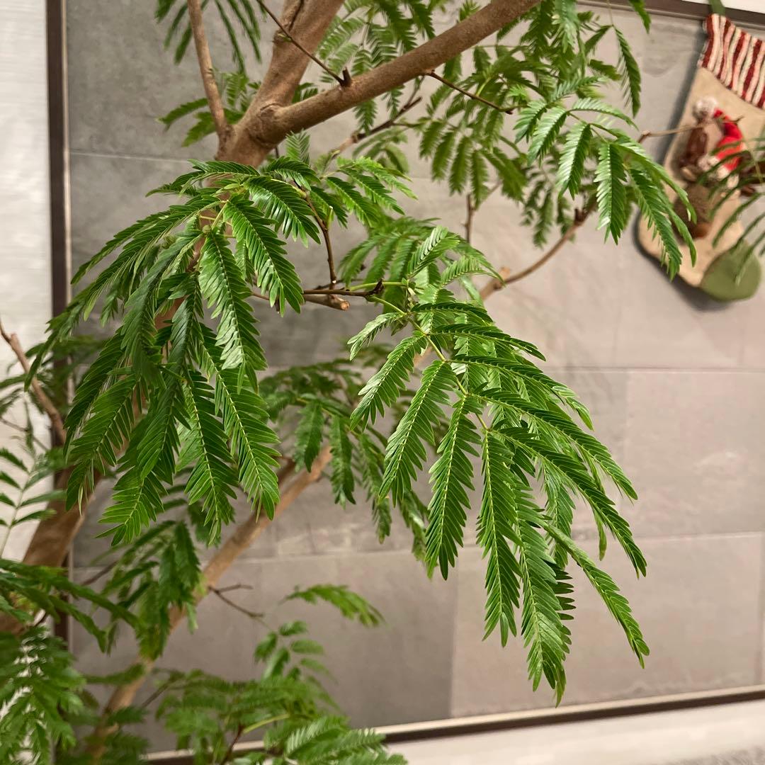 エバーフレッシュ　特大サイズ　幹太　観葉植物　カッシーナ　アクタス