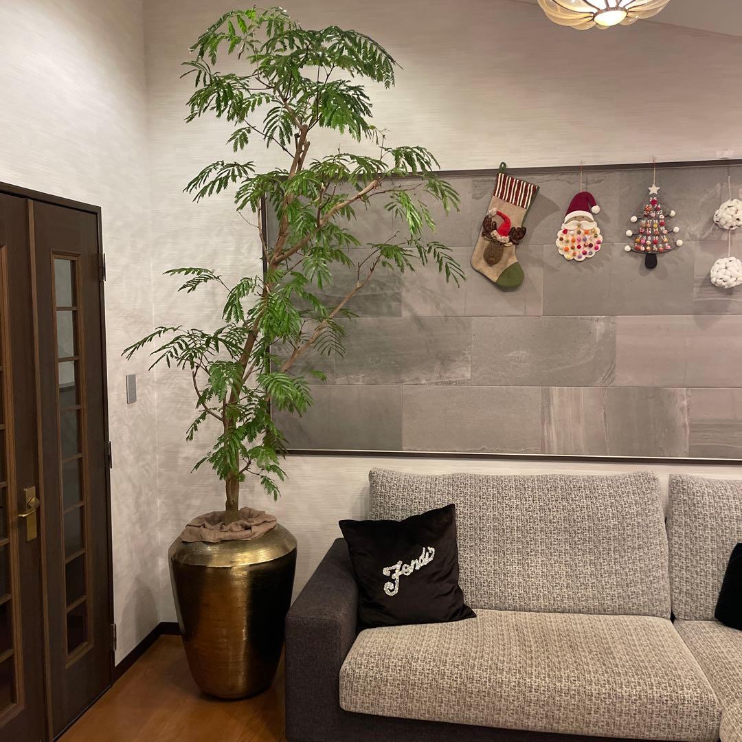 エバーフレッシュ　特大サイズ　幹太　観葉植物　カッシーナ　アクタス