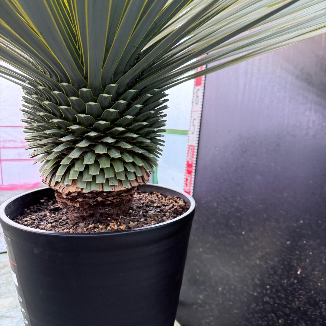 M*n様 【AL1099】ユッカ　ロストラータ　超美形