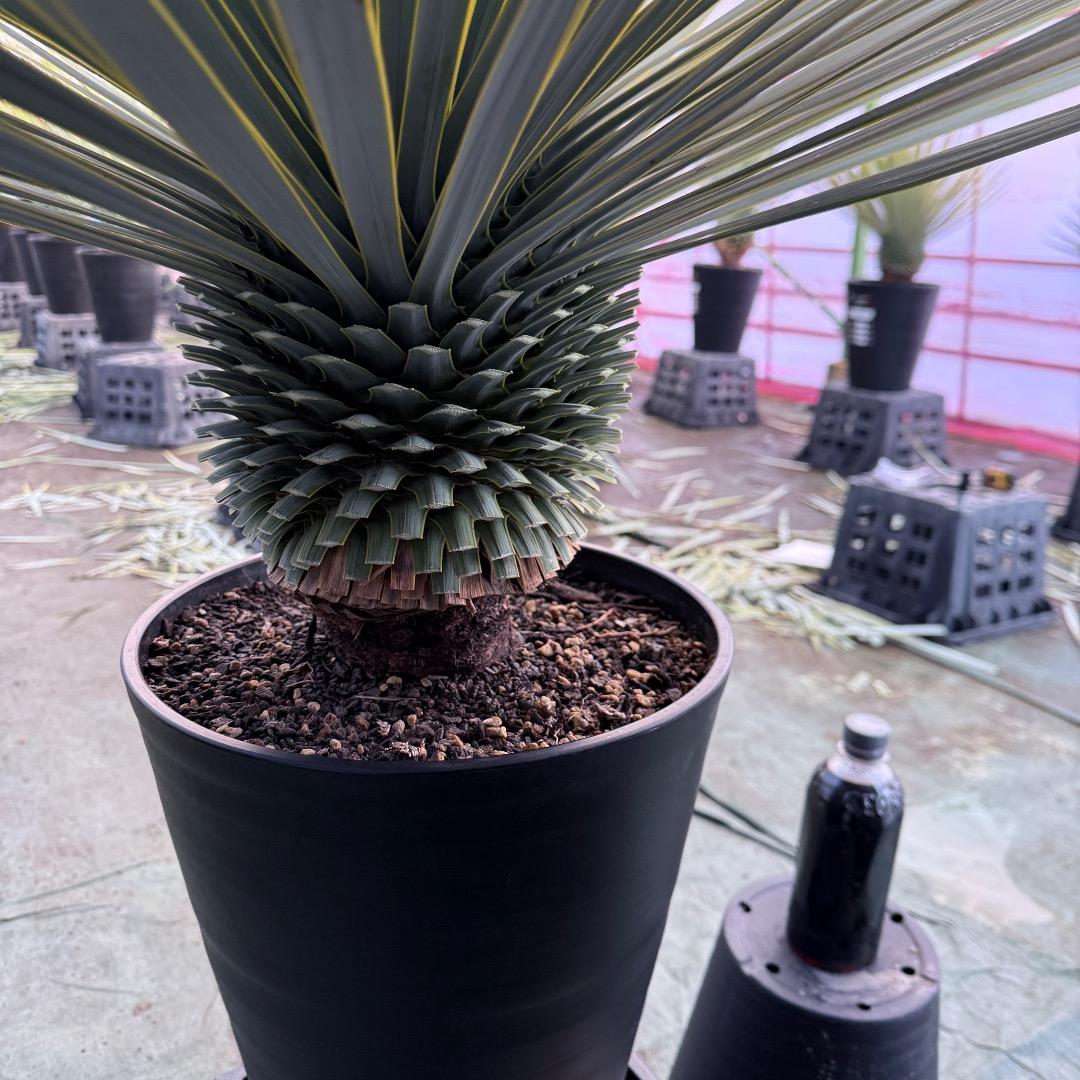 M*n様 【AL1099】ユッカ　ロストラータ　超美形