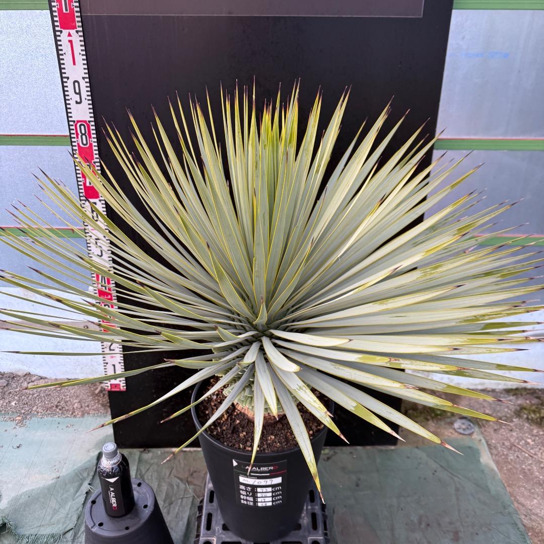 M*n様 【AL1099】ユッカ　ロストラータ　超美形