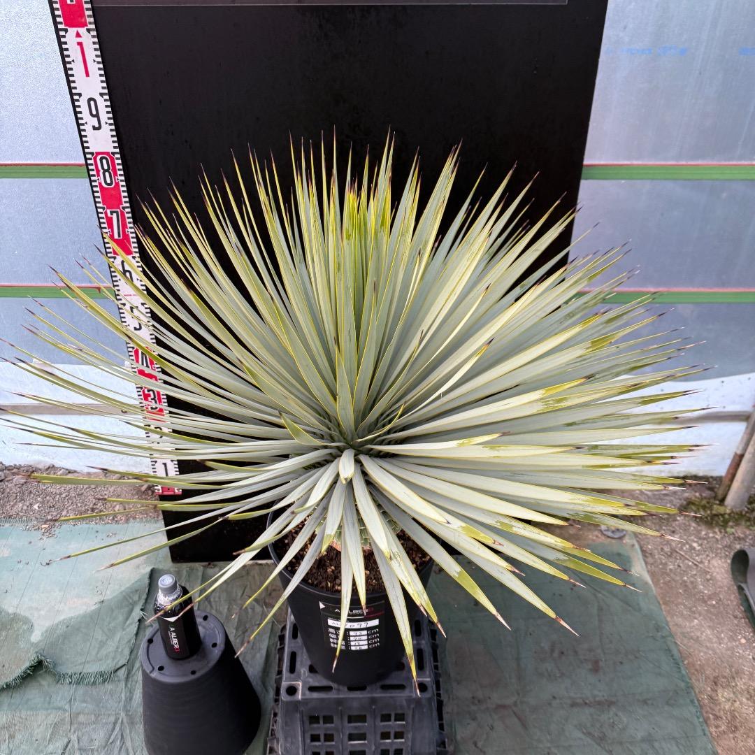 M*n様 【AL1099】ユッカ　ロストラータ　超美形