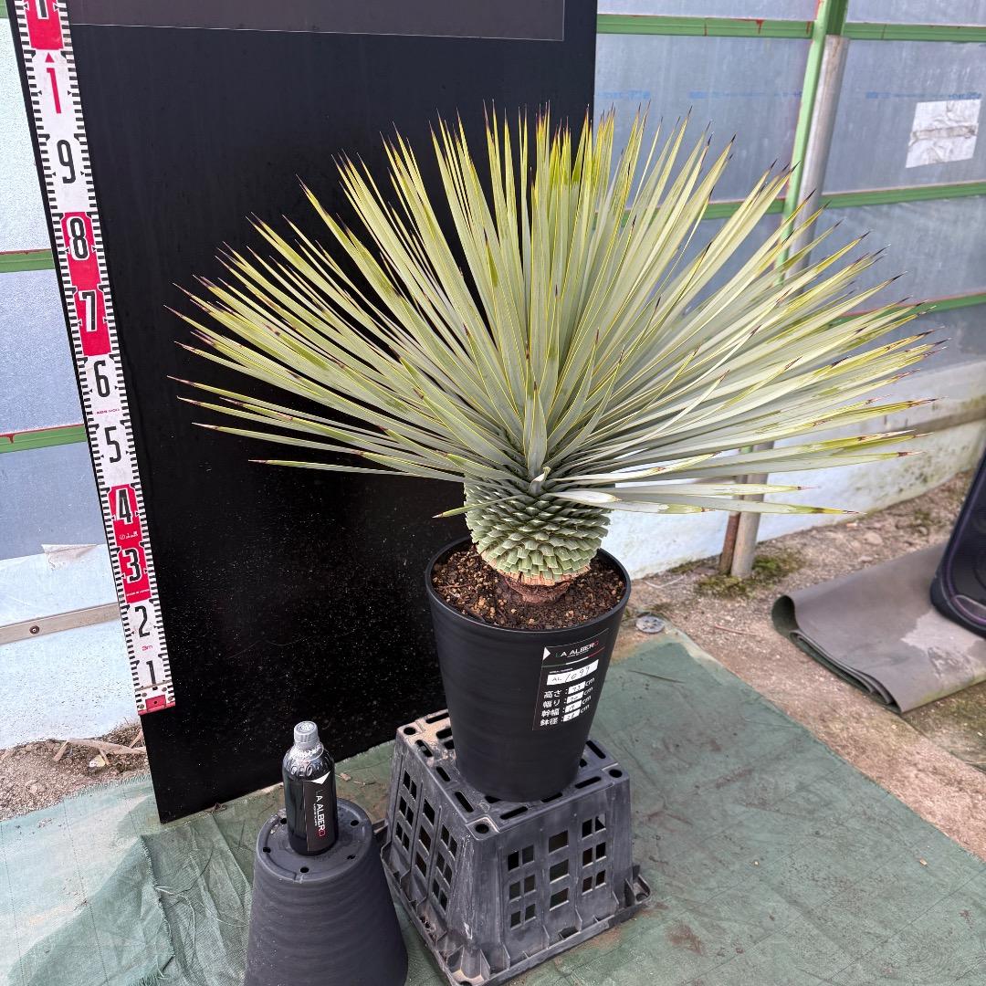 M*n様 【AL1099】ユッカ　ロストラータ　超美形