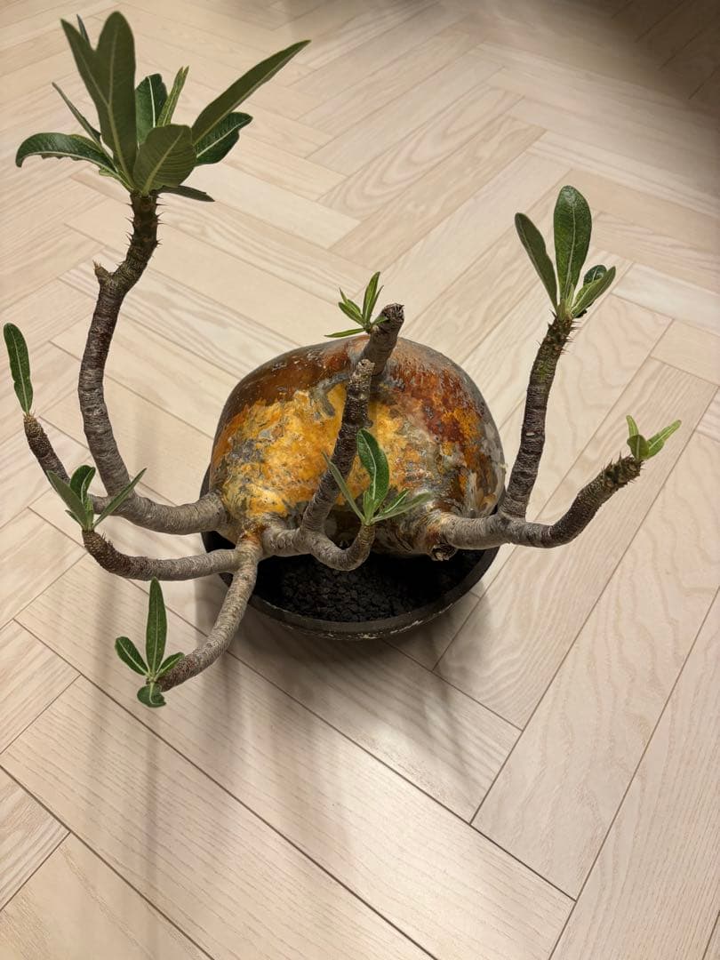 新春セール【グラキリス】塊根！大株 良型 まん丸 - メルカリ