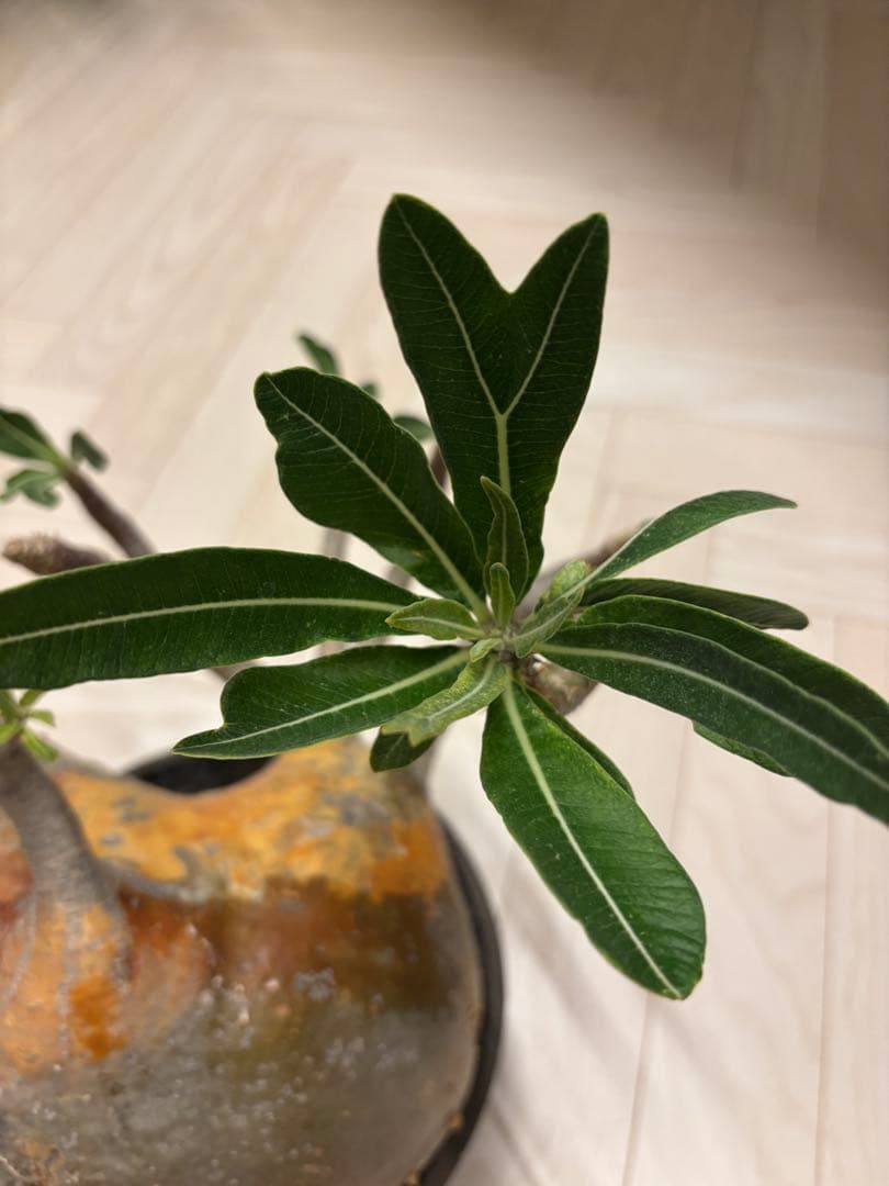 新春セール【グラキリス】塊根！大株 良型 まん丸 - メルカリ