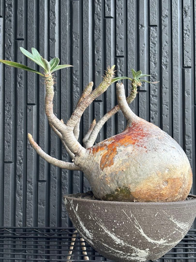 新春セール【グラキリス】塊根！大株 良型 まん丸 - メルカリ