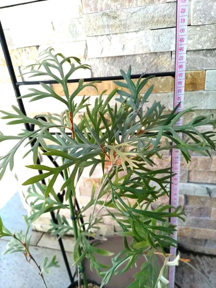 グレビレア ドーンパープル☆オージープランツ☆株立ち☆シンボル