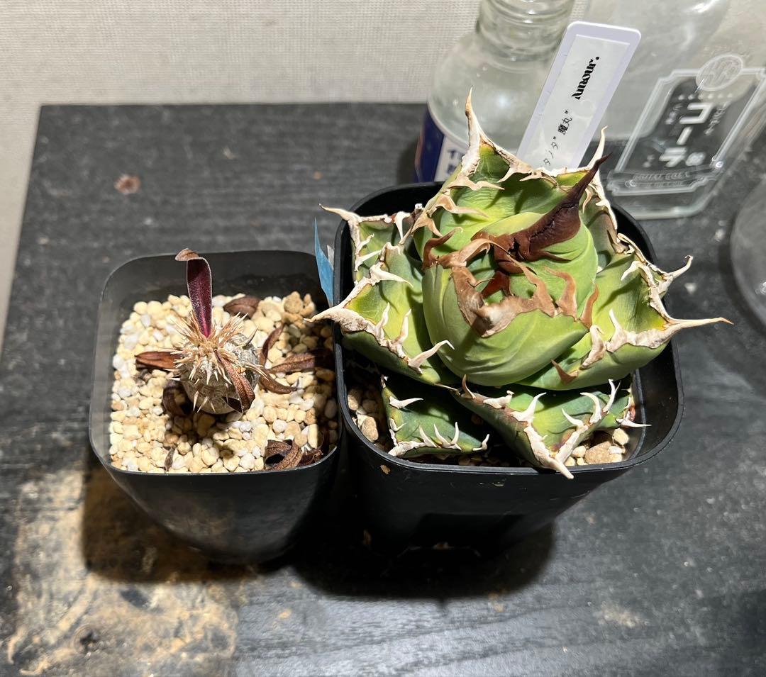 アガベ 10セット おまけ付き 観賞用 植物