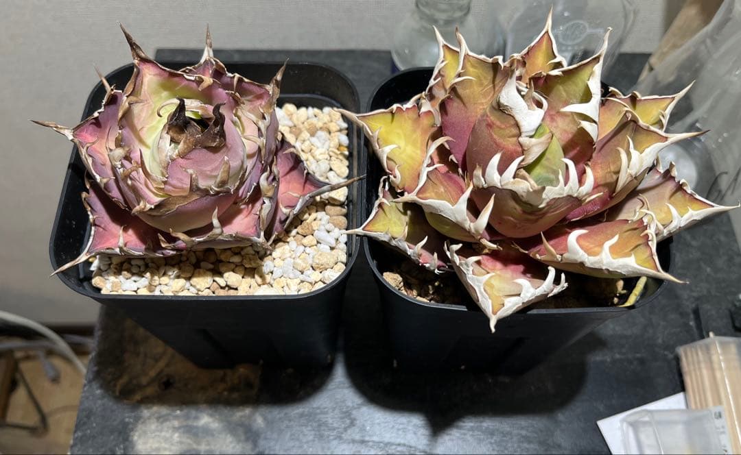 アガベ 10セット おまけ付き 観賞用 植物