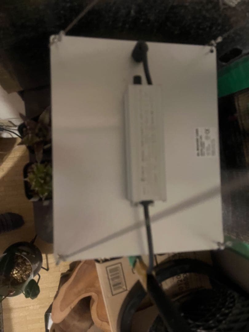 アガベ 10セット おまけ付き 観賞用 植物