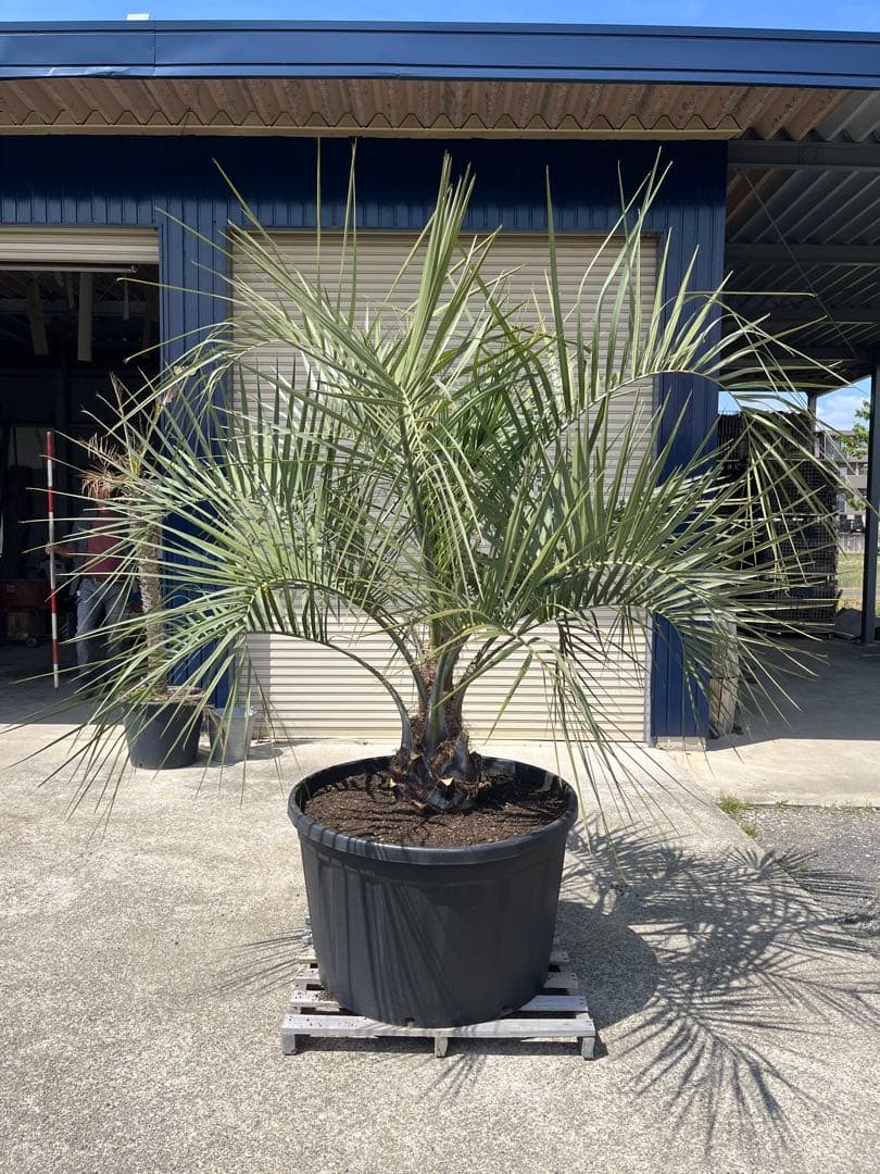 南国ムード満点】ココスヤシ 高さ約180cm・幹の太さ約30cm！引き取り