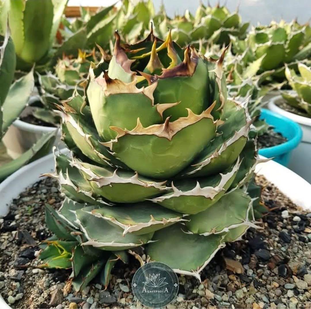 選抜祭【REZA特選株】15イラン株 アガベ チタノタ ローズ タイプB