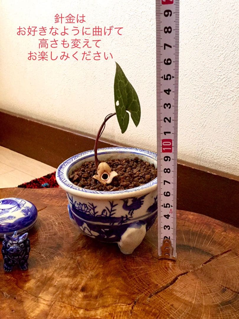 希少【天然野生のカンアオイ＊寒葵＊亀甲斑入り＊ちょこんと可愛いお花