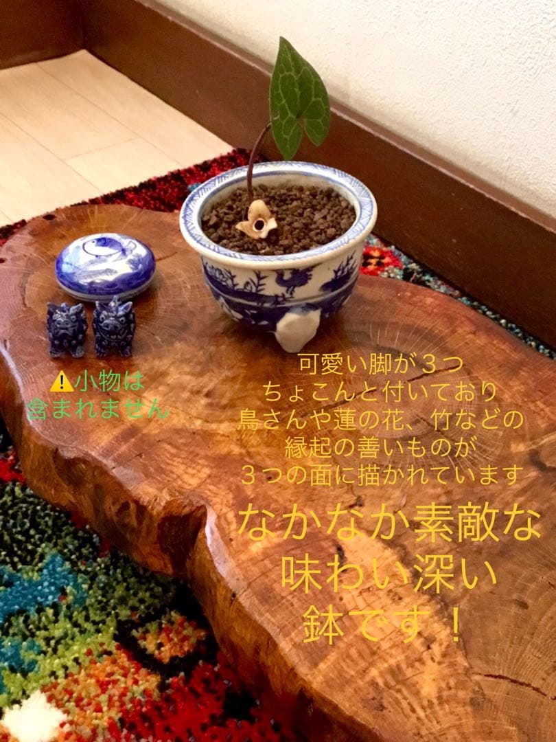 希少【天然野生のカンアオイ＊寒葵＊亀甲斑入り＊ちょこんと可愛いお花