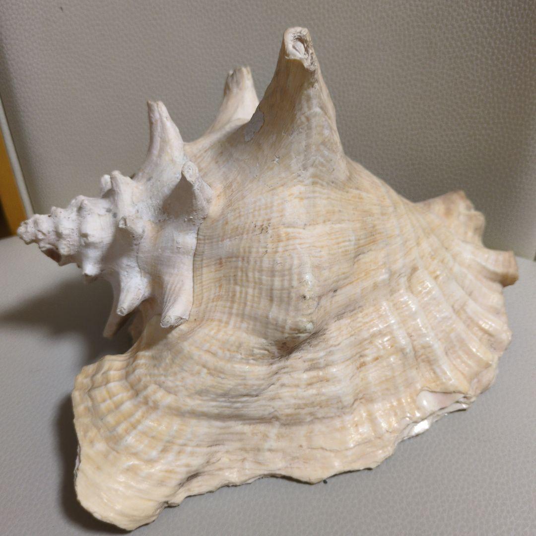 希少 コンク貝 コンクシェル ピンク貝 法螺貝