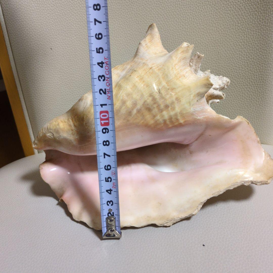 希少 コンク貝 コンクシェル ピンク貝 法螺貝