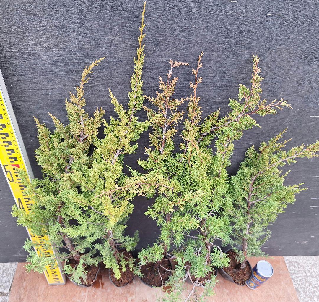 増田剛様専用】糸魚川真柏 素材苗木 5本セットと石化檜5本セットの通販