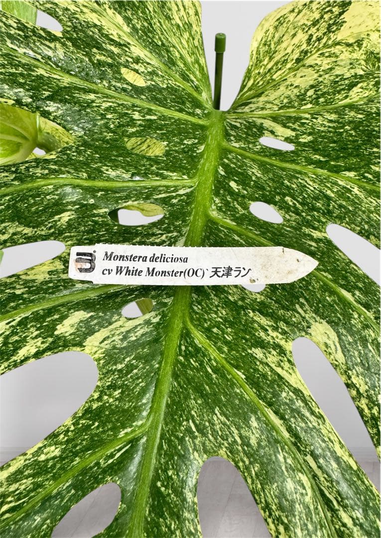 OC オリジナルクローン モンステラ デリシオーサ ホワイトモンスター 天津蘭