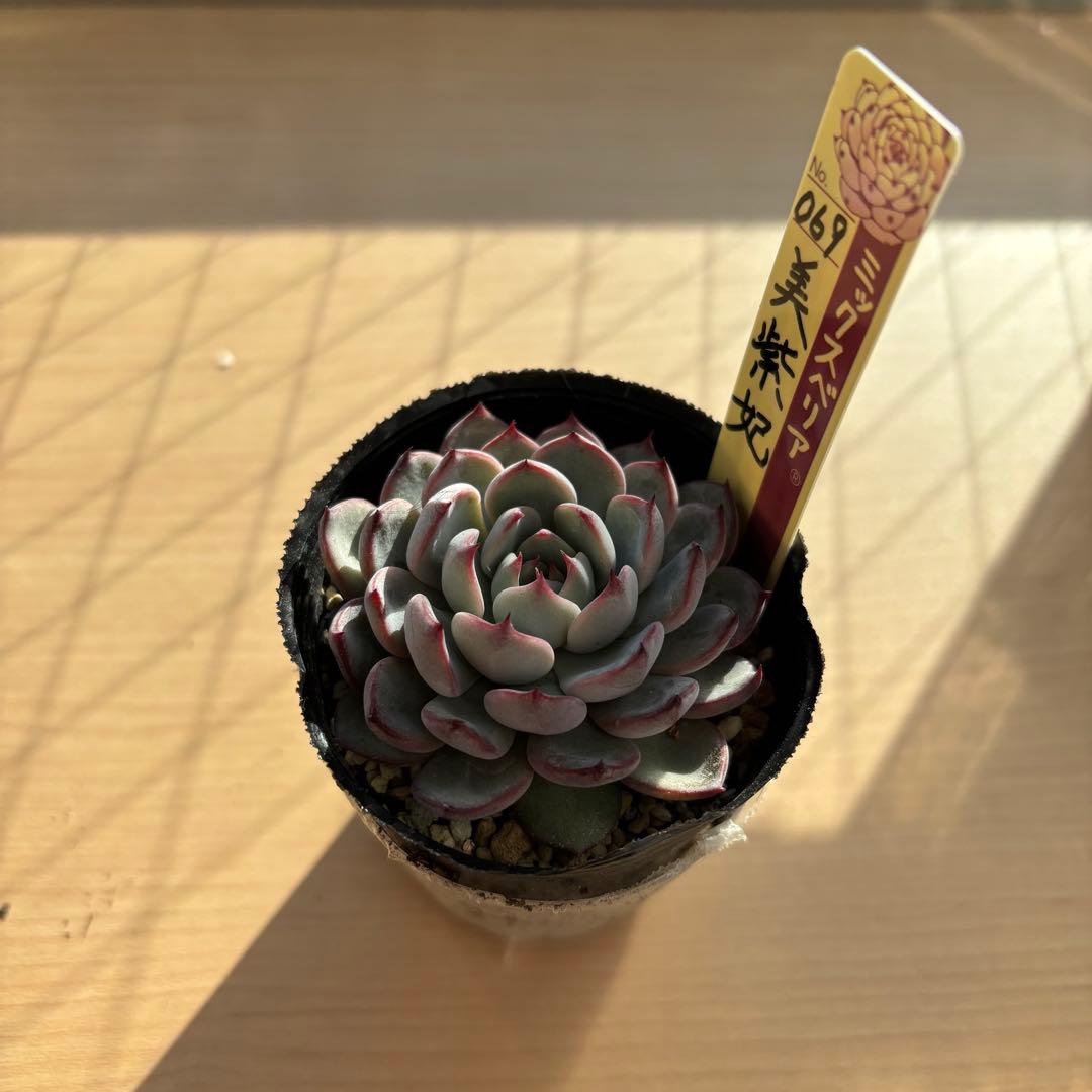 超希少 おらいさん苗 ミックスベリア 美紫妃 札付き 多肉植物
