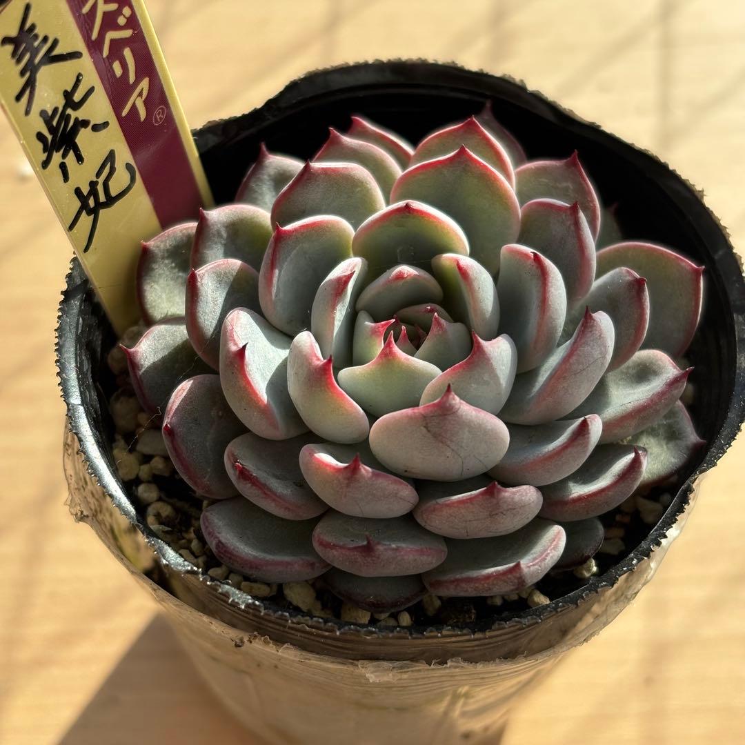 超希少 おらいさん苗 ミックスベリア 美紫妃 札付き 多肉植物