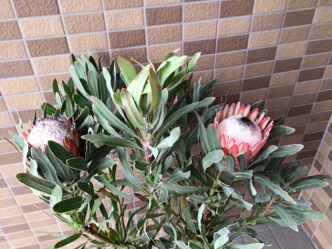 お値引きしました‼︎現品1点物の幹極太で花がたくさんのプロテア・ポッサムマジック