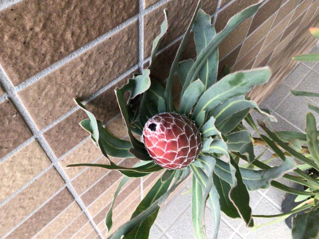 お値引きしました‼︎現品1点物の幹極太で花がたくさんのプロテア・ポッサムマジック