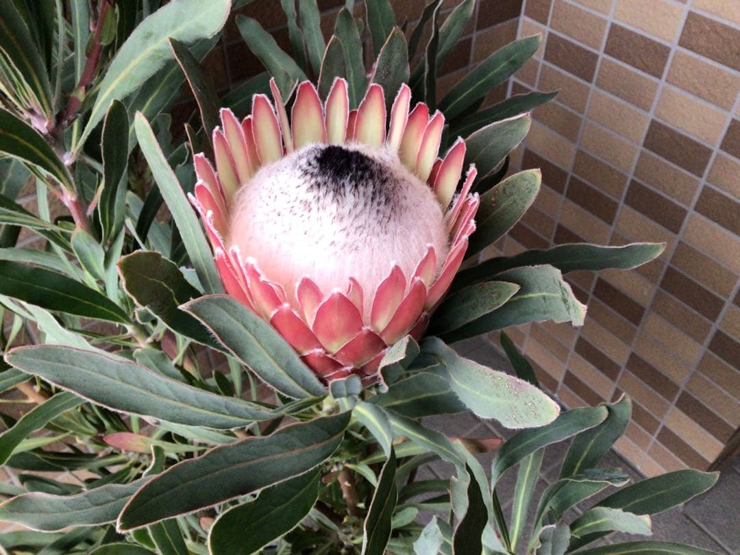 お値引きしました‼︎現品1点物の幹極太で花がたくさんのプロテア・ポッサムマジック