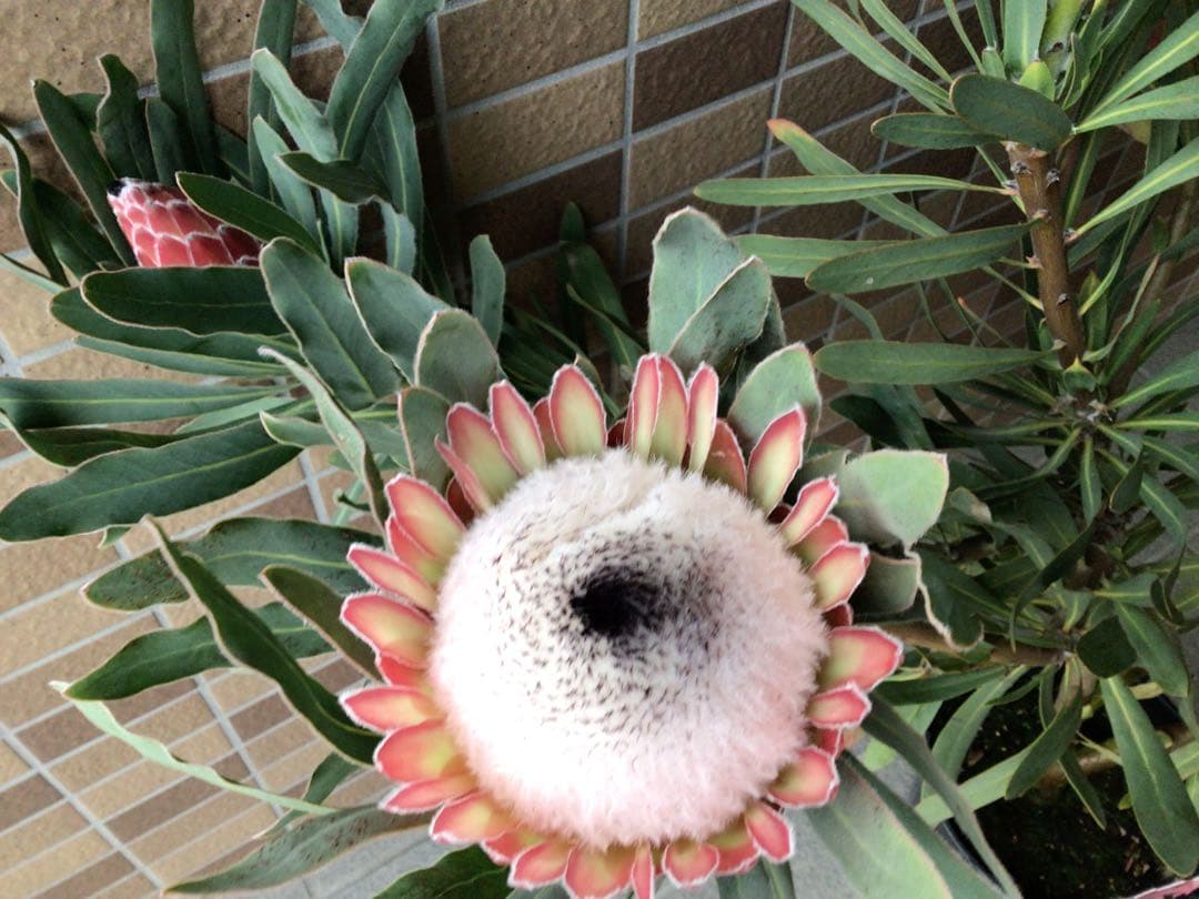 お値引きしました‼︎現品1点物の幹極太で花がたくさんのプロテア・ポッサムマジック