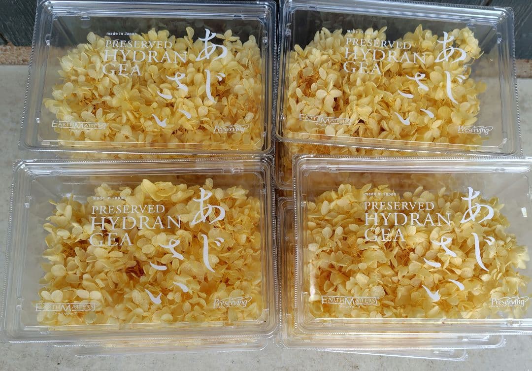 EARTH MATTERS あじさい　モーニングイエロー12個セット