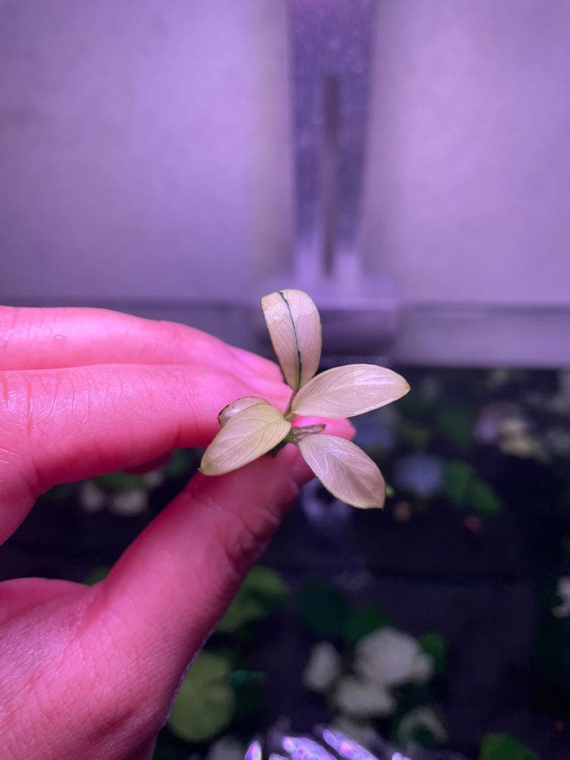 Anubias Panda Congensis(斑入りパンダアヌビアス )の通販