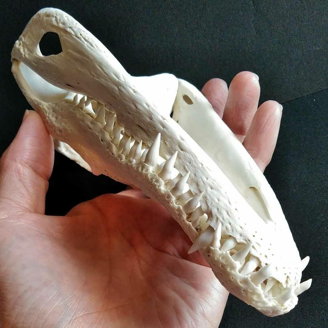 骨格 標本 ワニ 頭骨 クロコダイル シャムワニ - メルカリ