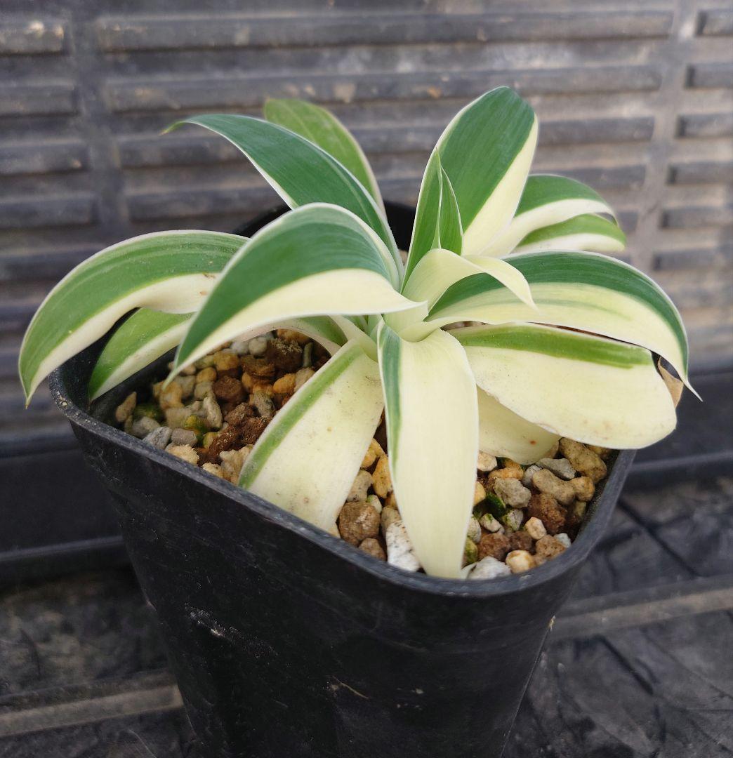 02 アガベ　アテナータ　レイオブライト　変わり斑　糊斑　ハーフムーン　翡翠盤