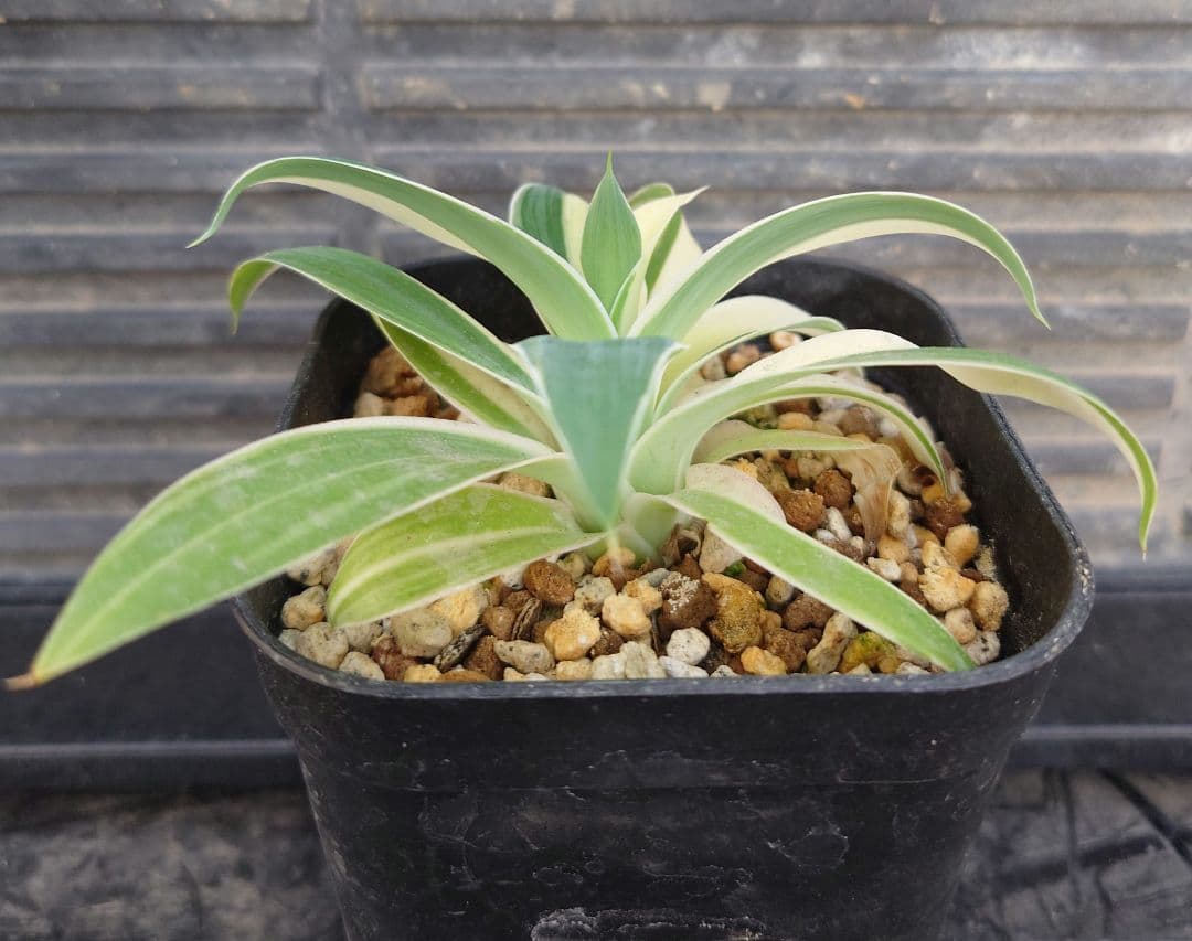 02 アガベ　アテナータ　レイオブライト　変わり斑　糊斑　ハーフムーン　翡翠盤