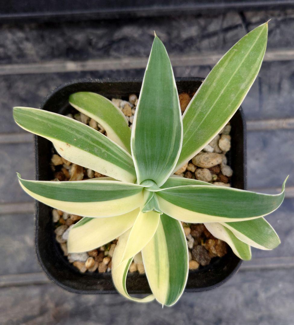 02 アガベ　アテナータ　レイオブライト　変わり斑　糊斑　ハーフムーン　翡翠盤