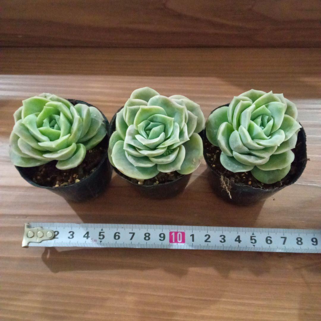 多肉植物 ラブリーローズ3苗セット - メルカリ