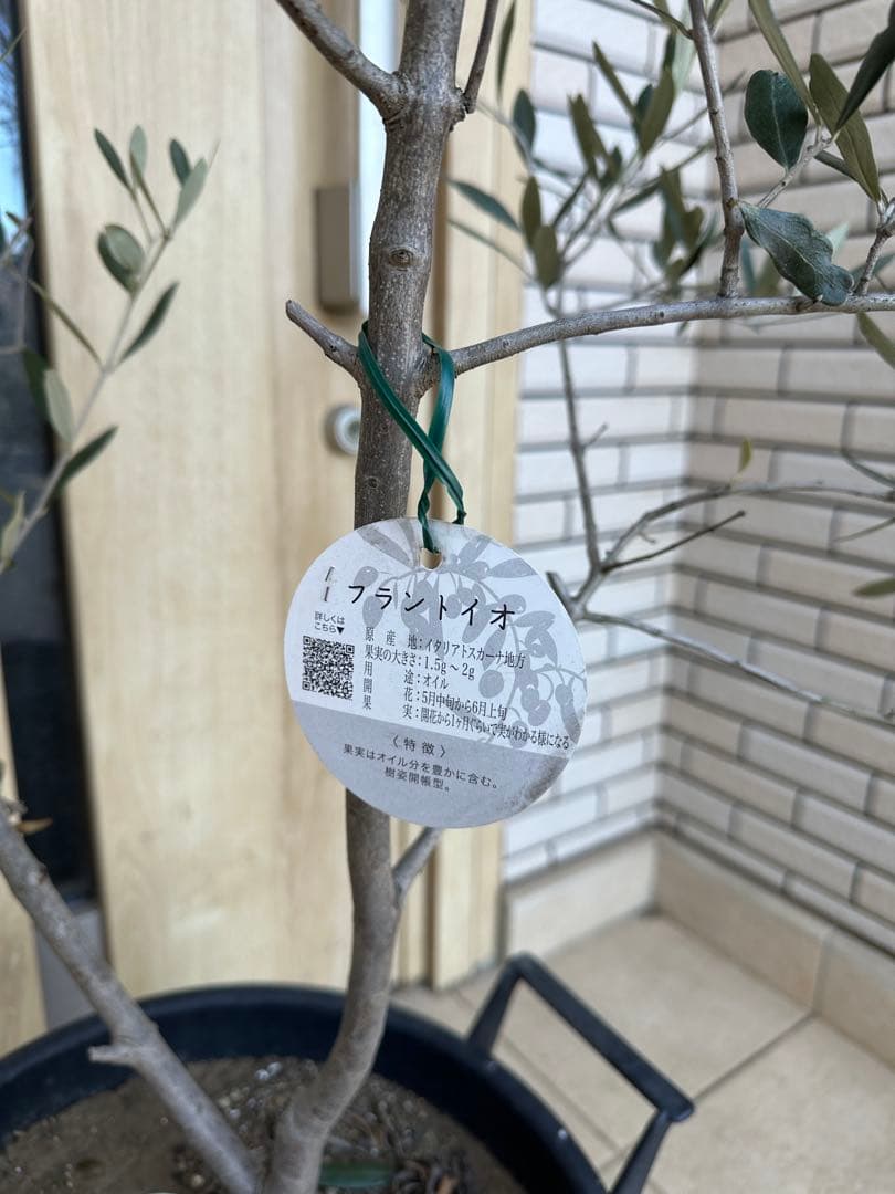 古木　イタリア産　オリーブ　定価36000円　ガーデニング　シンボルツリー　庭木