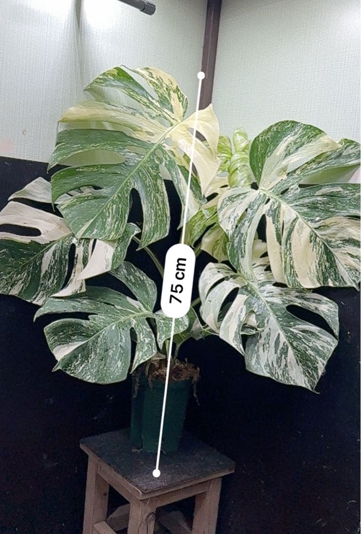 斑入りモンステラ ホワイトタイガー極美大株75cm白斑多の通販はau PAY