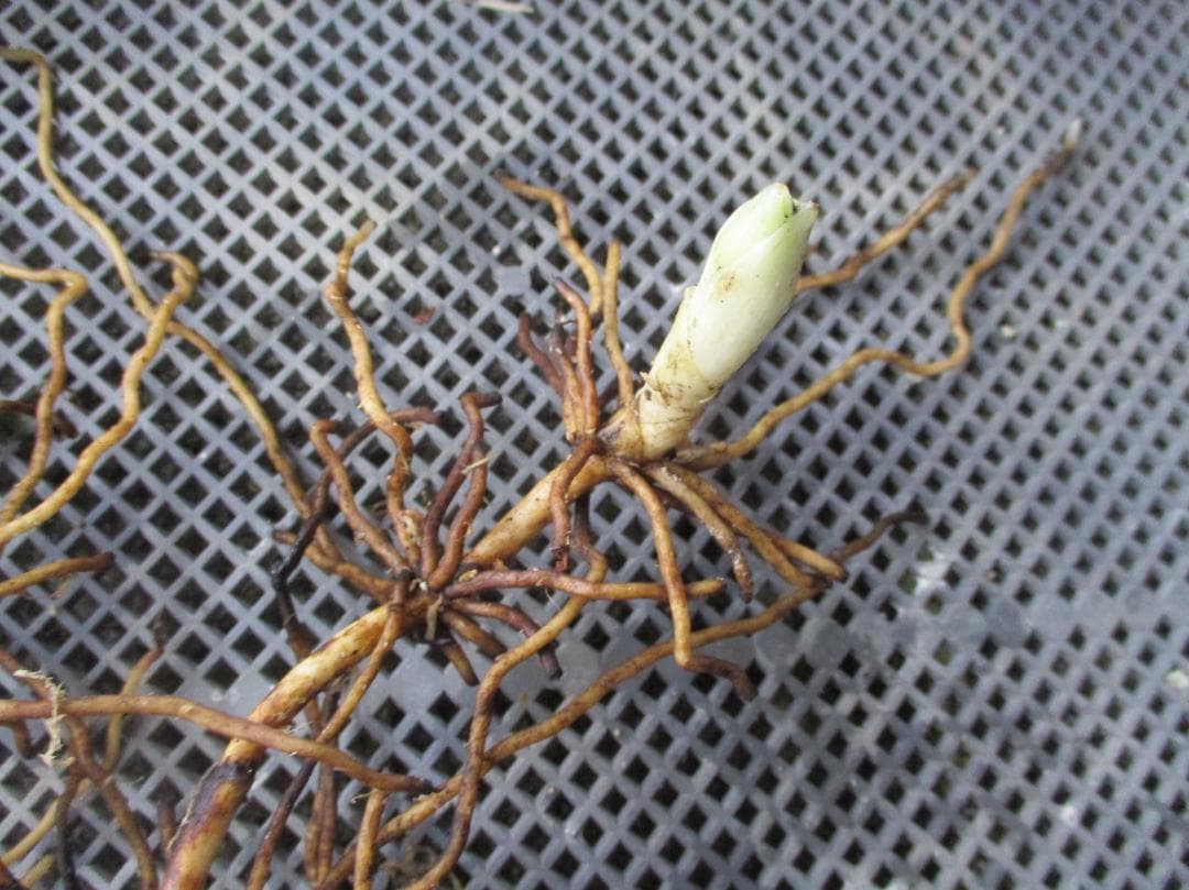 山野草、蘭、日本クマガイソウ純白系（素心）花芽2芽株