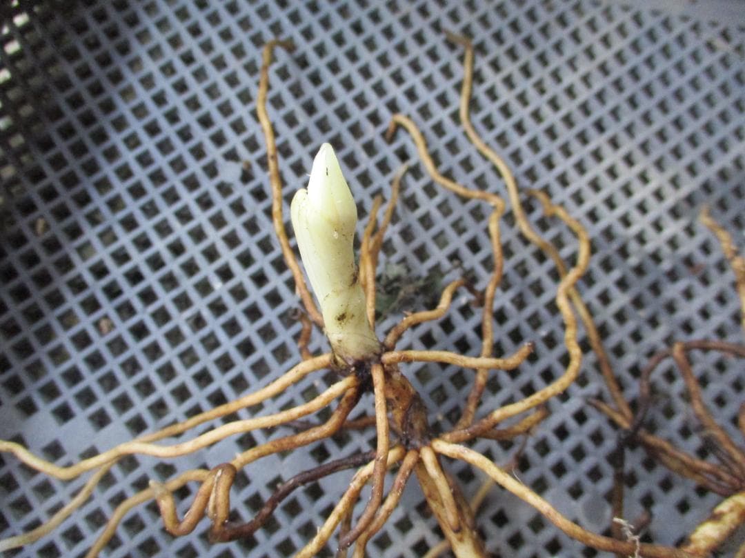 山野草、蘭、日本クマガイソウ純白系（素心）花芽2芽株