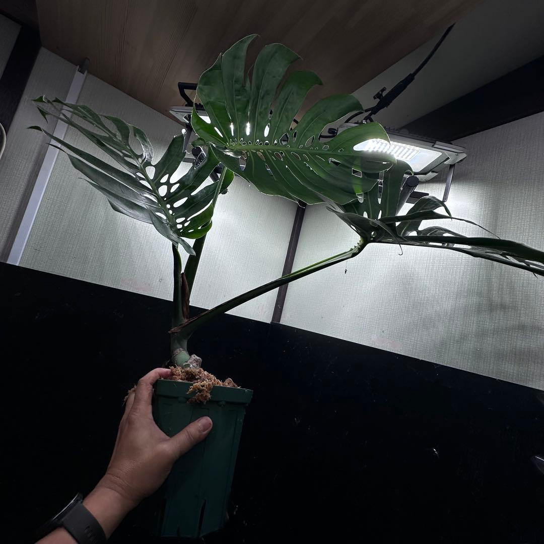 ナ*ル様 モンステラデリシオーサマクロコズム超希少系統鉢植え74㎝