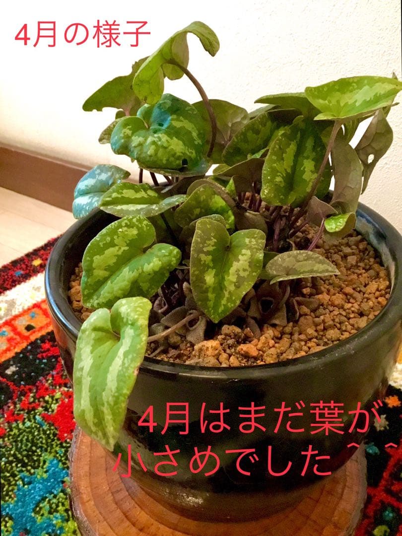 天然＊野生【全て今春の新芽＊お花沢山/カンアオイ＊寒葵】瑞々しく勢い炸裂！