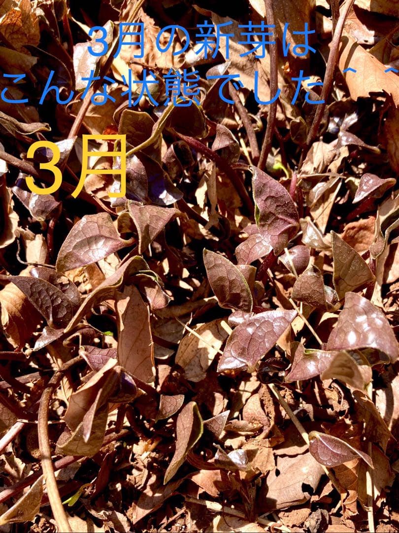 天然＊野生【全て今春の新芽＊お花沢山/カンアオイ＊寒葵】瑞々しく勢い炸裂！