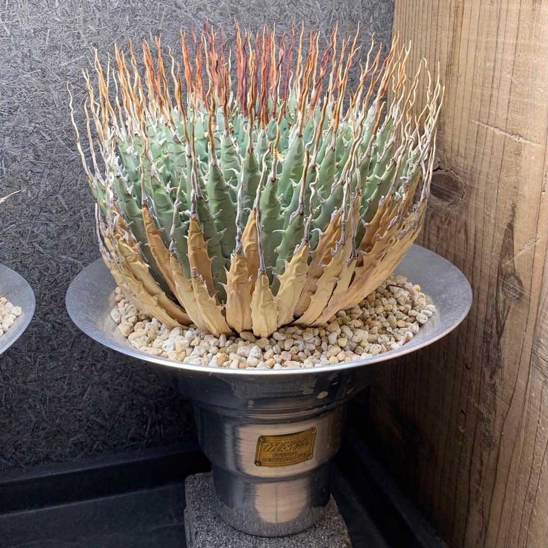 アガベ ユタエンシス エボリスピナ 発根済み M&Mアルミ鉢【Mサイズ