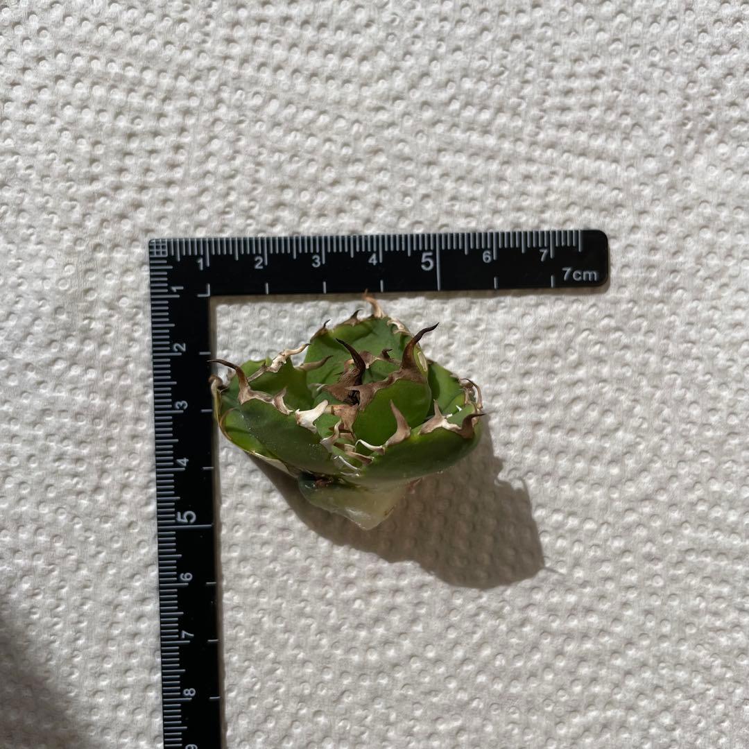 アガベ ノヴァ NOVA 子株 イラン株 - メルカリ