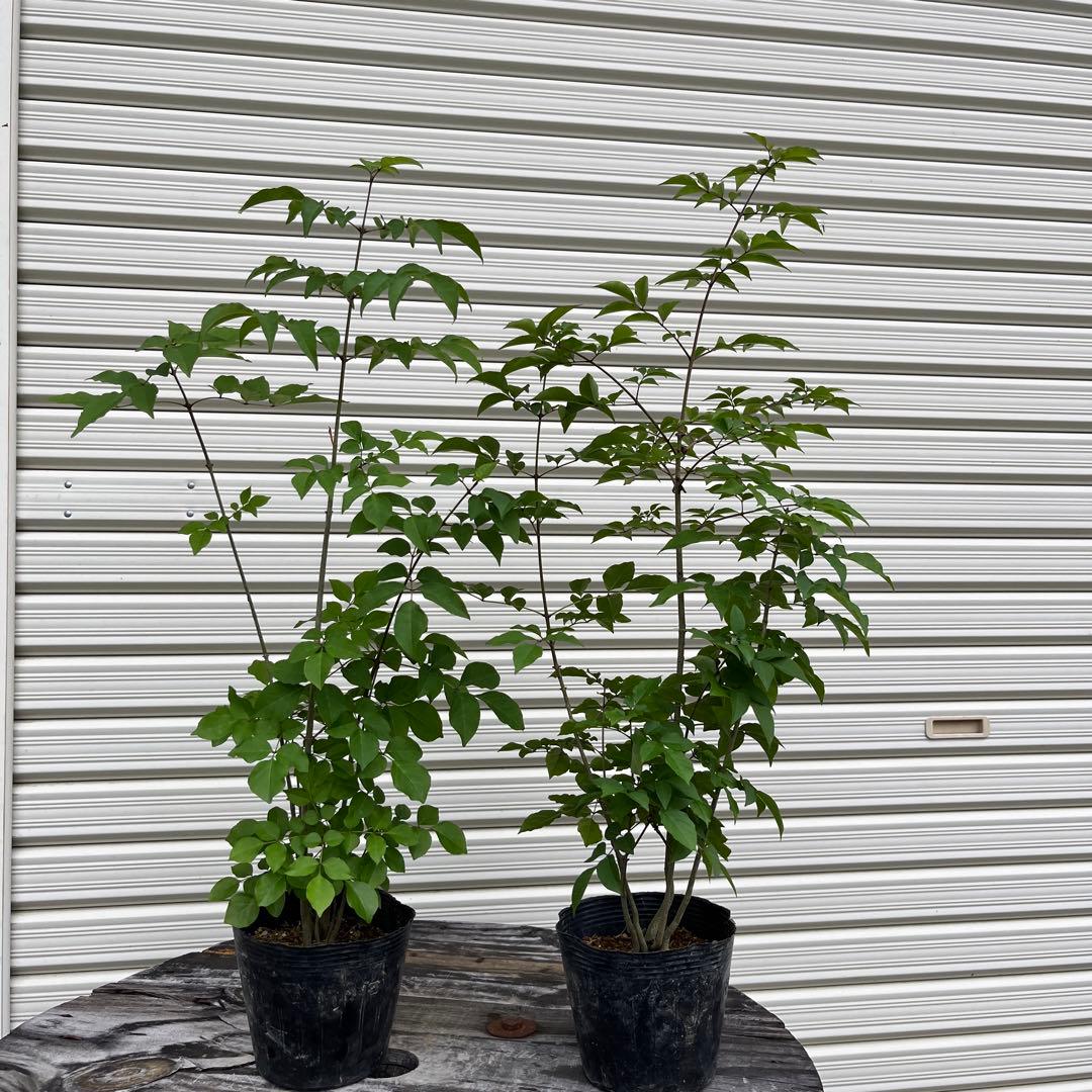 earnest hearts arms初期 検)カタチ製作所 インビジブルインク