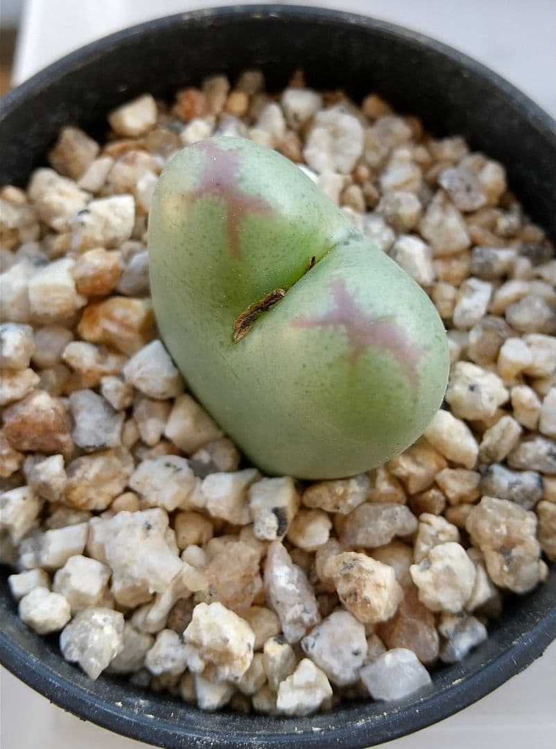 翠*緑様 ユーフォルビア ホリダ スーパーホワイト 極白 SSSランク カキ