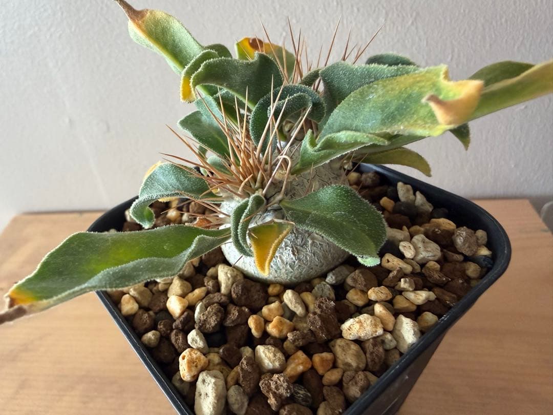 パキポディウム ナマクアナム 光堂 二頭 実生株