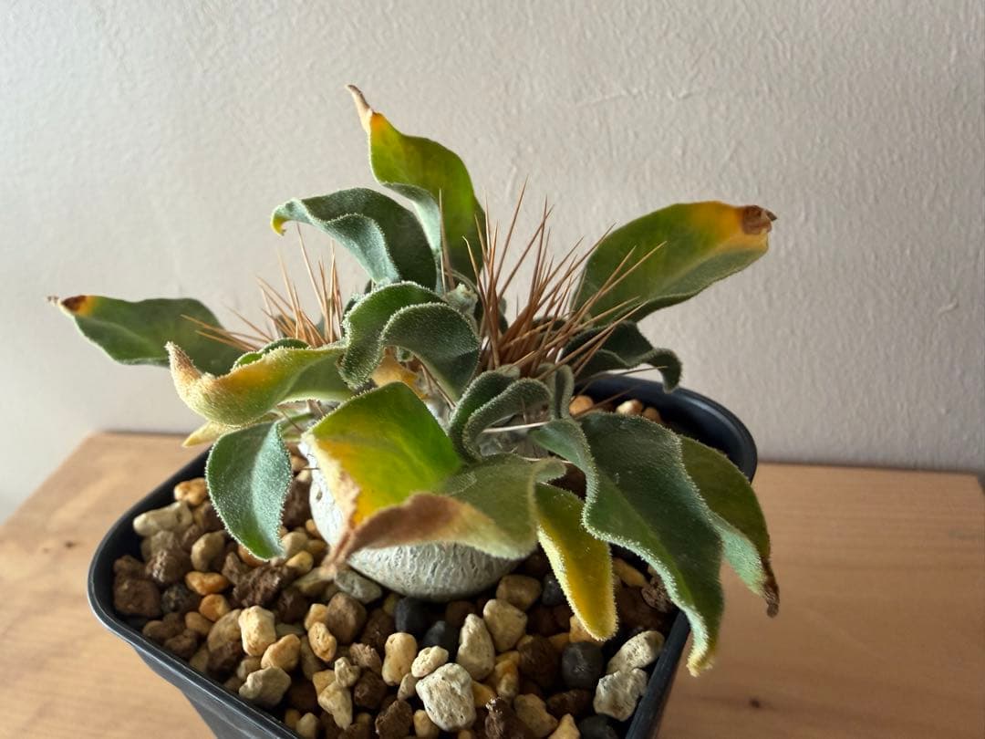 パキポディウム ナマクアナム 光堂 二頭 実生株